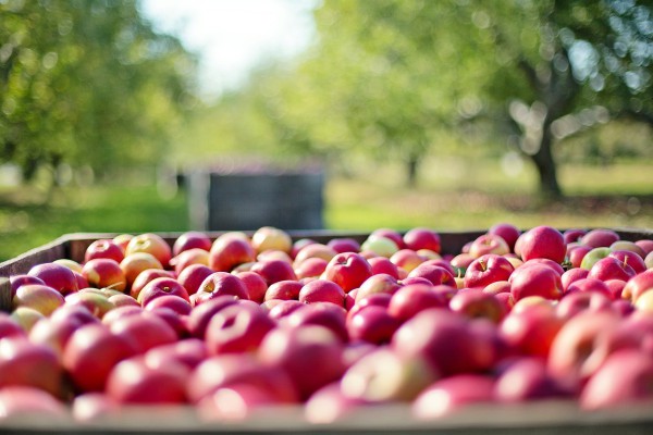 Apples are low in calories but high in vitamins, calcium, malic acid, and minerals. (Image: via pixabay / CC0 1.0)