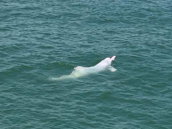 1024px-Chinese_white_dolphin