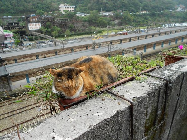 Located very close to Taipei, Houtong is already a famous destination for enthusiasts of cats and reportedly pulls in about a million visitors every year.