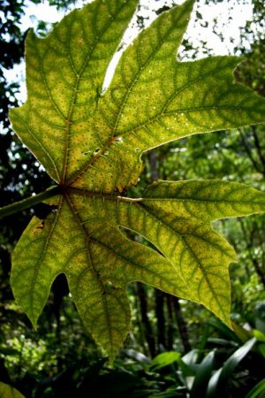 “We found that at current atmospheric CO2 concentrations, darker leaves will evaporate more water,.” (Credit: Northern Arizona University)