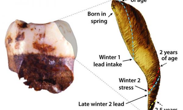 A 250,000-year-old Neanderthal tooth yields an unprecedented record of the seasons of birth, nursing, illness, and lead exposures over the first three years of this child’s life. (Credit: Tanya Smith & Daniel Green) 