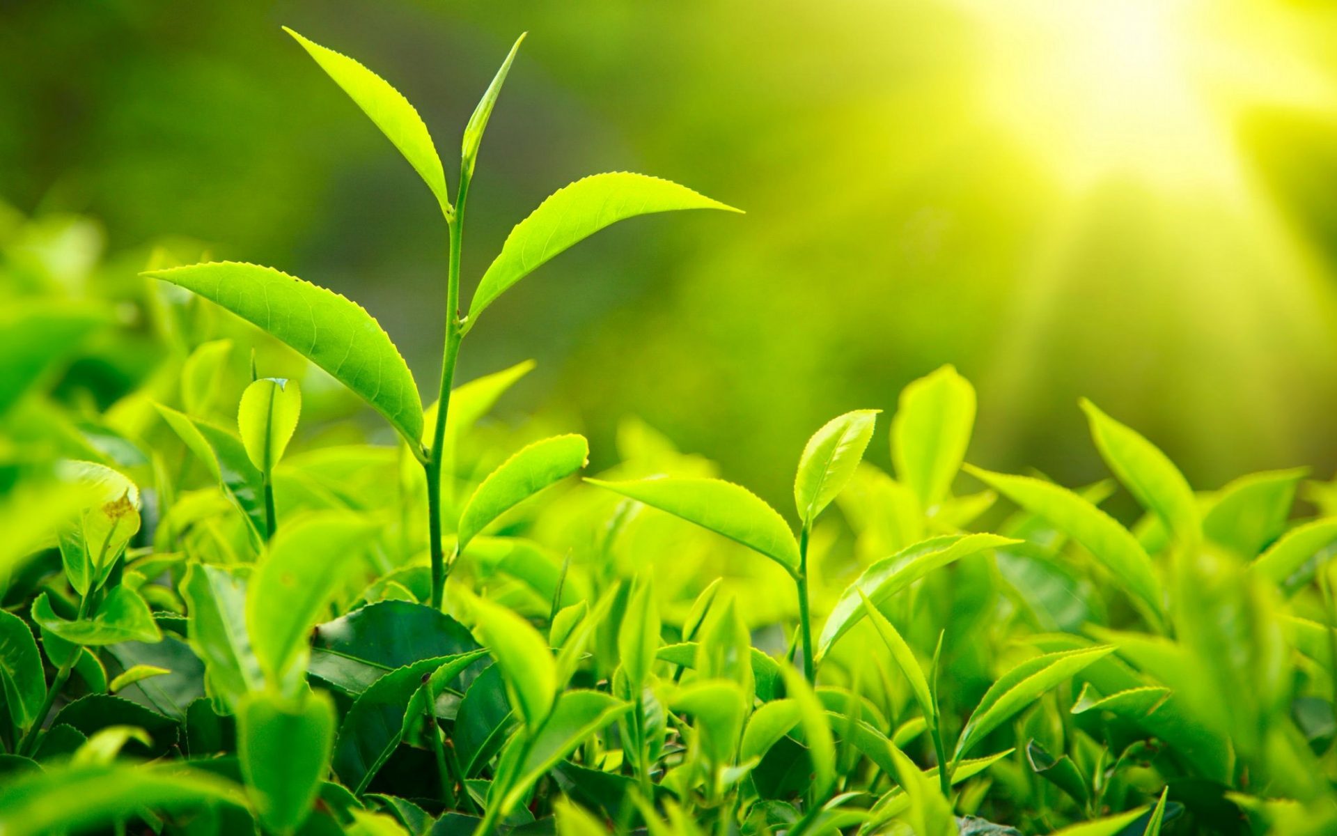 (Image: Alpha Stock Images / CC0 2.0)