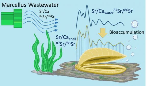 Illustration showing how strontium bioaccumulates in freshwater mussels. (IMAGE: THOMAS GEEZA / PENN STATE)