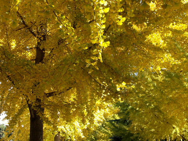 ginko
