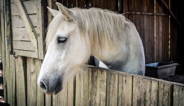 horse-1042386_1280