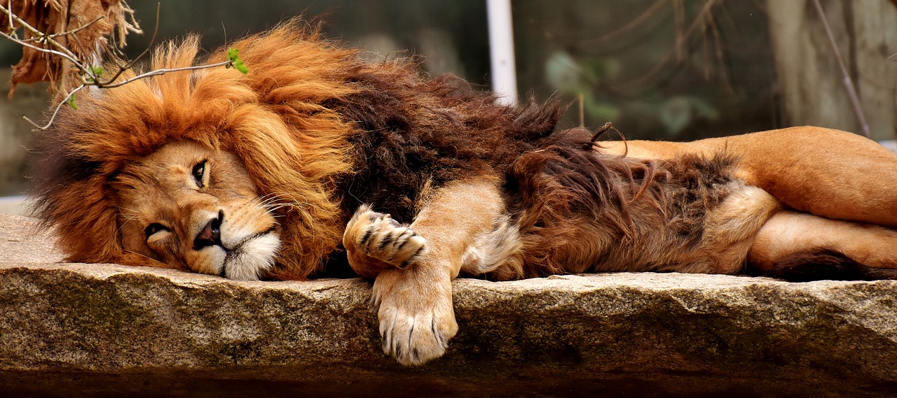 lion-3317566_1280