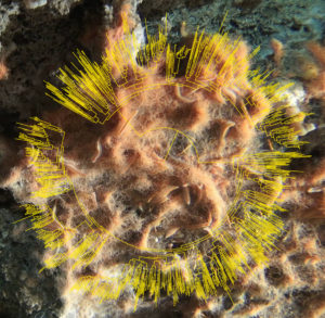 Picture of the deep-sea microbial community in the Guaymas Basin, with an updated tree of life including several new branches of life obtained from the hydrothermal vents. (Image: Brett Baker)