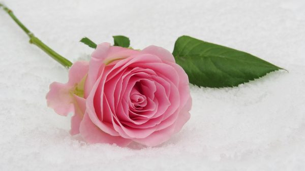 rose-3142660_1280