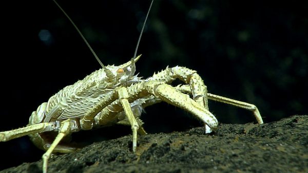 Squat lobster. (Image: via Oregon State University )