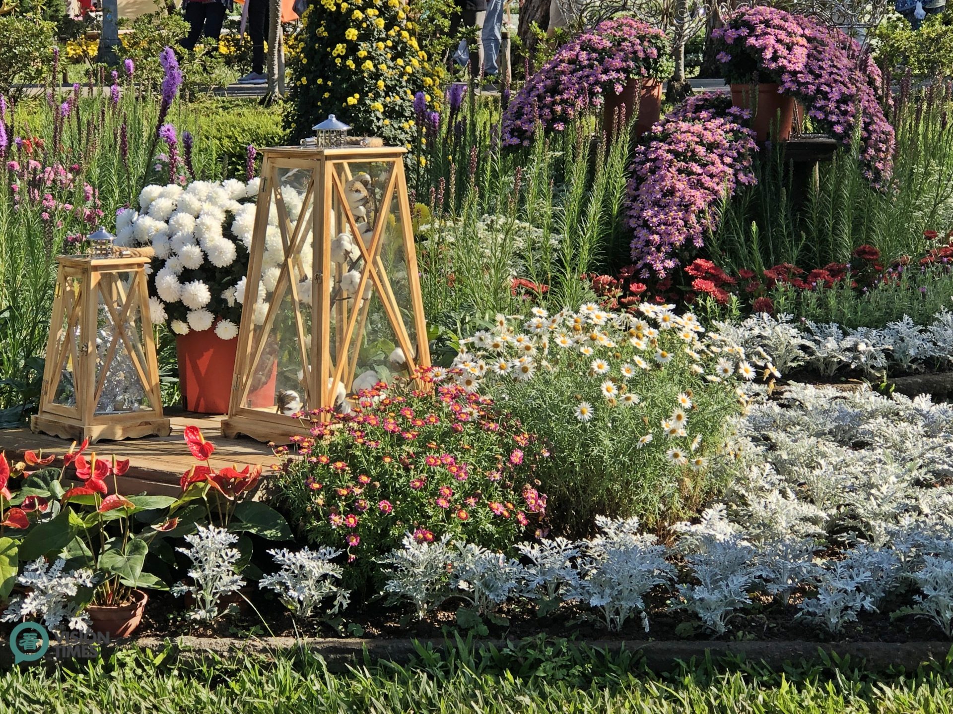 There are over 18,000 chrysanthemum plants in more than 100 species exhibited in the chrysanthemum show. (Image: Julia Fu / Vision Times)