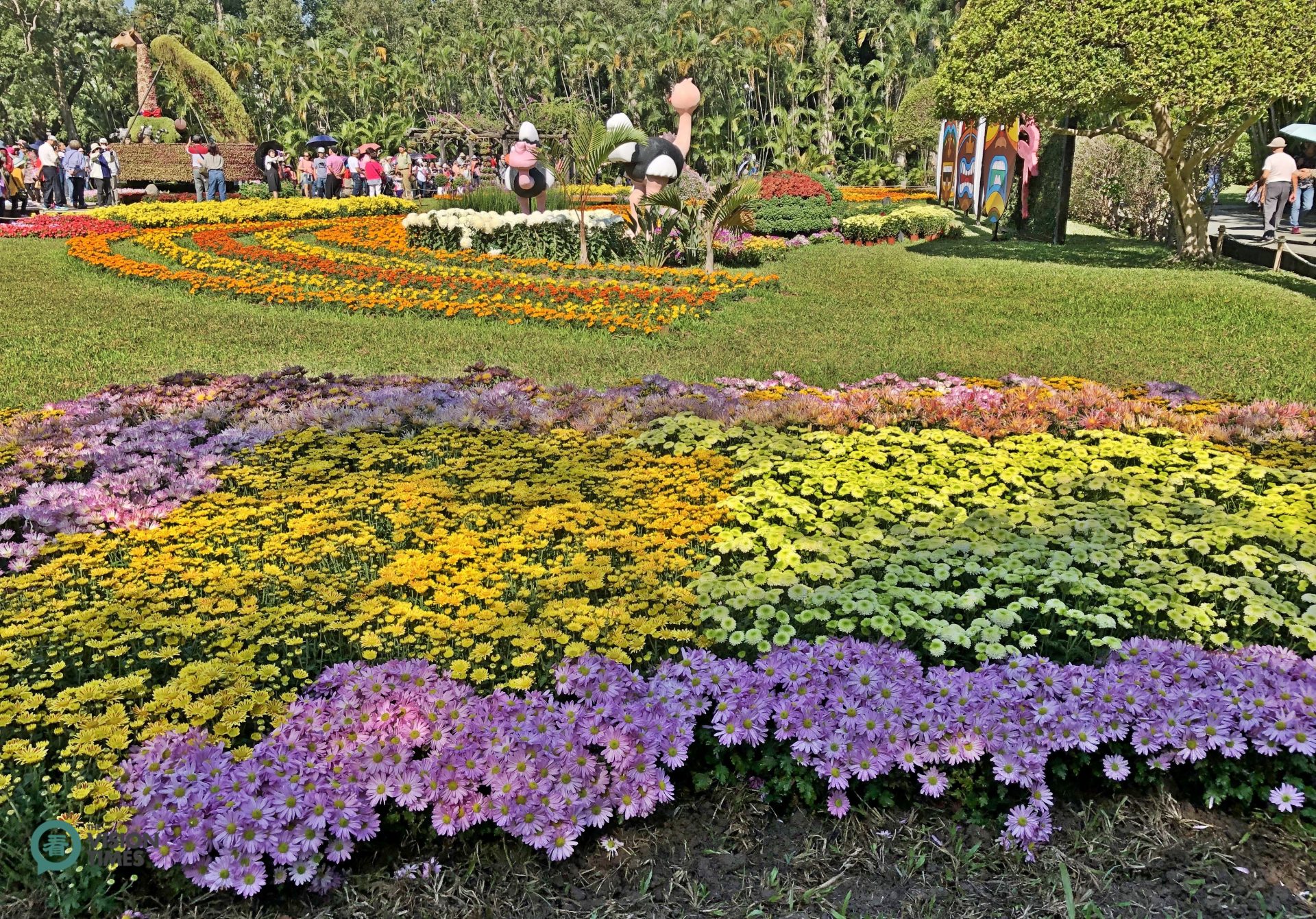 There will be more than 60,000 people visiting this chrysanthemum exhibition this year. (Image: Julia Fu / Vision Times)