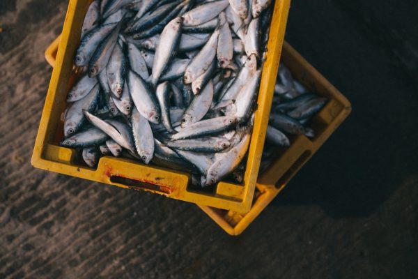 fish-984299_1280