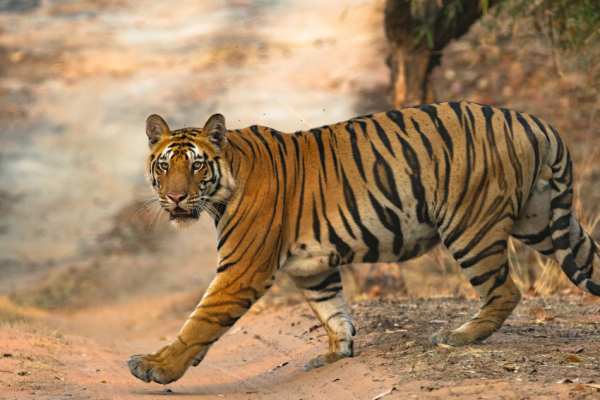 A tiger walking.