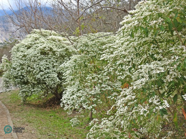 There are about 300 Euphorbia leucocephala (細雪聖誕、白雪木) trees in the Liou Plum Farm. (Image: Billy Shyu / Vision Times)