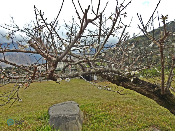 For Taiwanese, plum blossom symbolizes the spirit of resilience in the face of adversity. (Image: Billy shyu / Vision Times)