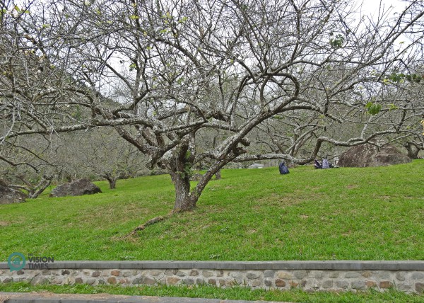 Some of the plum trees in the Liou Plum Farm (枊家梅園) were planted decades ago. (Image: Billy Shyu / Vision Times)
