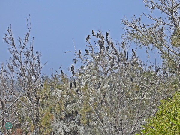 There are so many Great Cormorants in Aogu Wetland that the leaves of many Beef Wood are covered with their droppings. (Image: Billy Shyu / Vision Times)