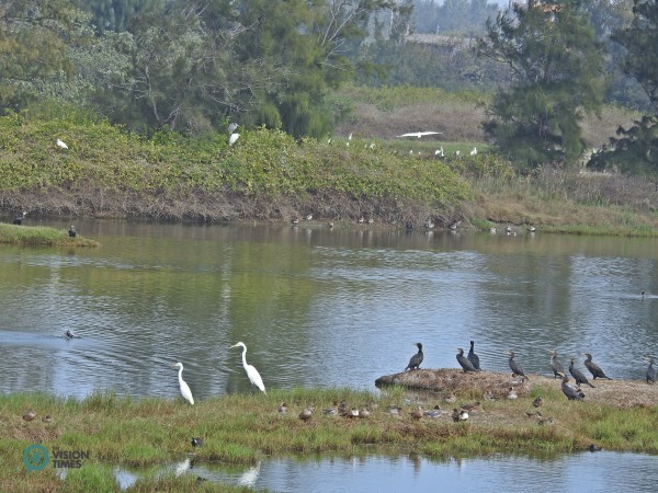 Visitors can spot many Great Cormorants (鸕鶿), Ardea alba (大白鷺) and other migratory birds at the Aogu Wetland. (Image: Billy Shyu / Vision Times)