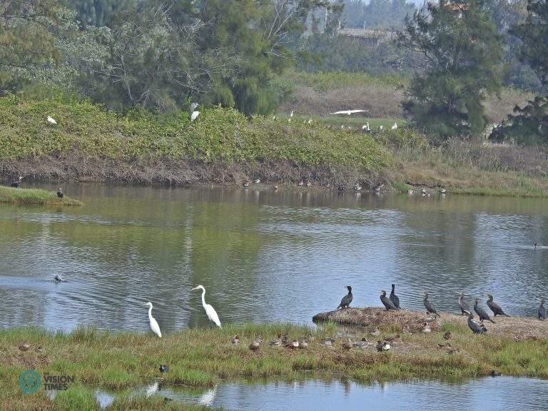 Visitors can spot many Great Cormorants (鸕鶿), Ardea alba (大白鷺) and other migratory birds at the Aogu Wetland. (Image: Billy Shyu / Nspirement)