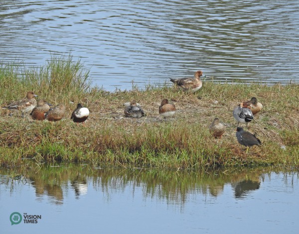The Eurasian Wigeon (赤頸鴨) and Common Moorhen (紅冠水雞) in the Aogu Wetland. (Image: Billy Shyu / Vision Times)
