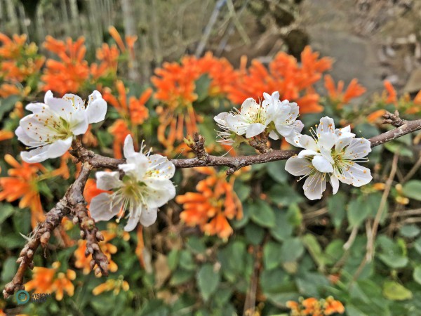 Plum blossom is the national flower of the Republic of China (Taiwan) and the county flower of Nantou County in central Taiwan. (Image: Billy Shyu / Vision Times)