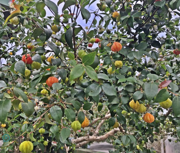 A beautiful Eugenia uniflora tree (紅果仔) at the Liou Plum Farm in Xinyi Township. (Image: Billy Shyu / Vision Times)