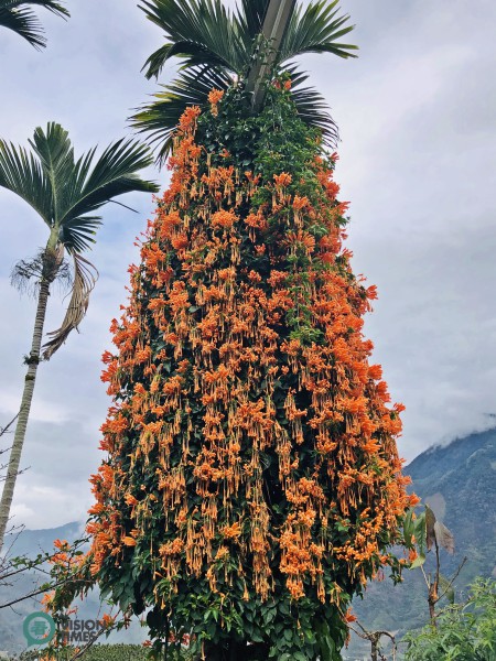The beautiful Pyrostegia Venusta (炮仗花) is well growing around a betel nut (Areca catechu) tree. (Image: Julia Fu / Vision Times)