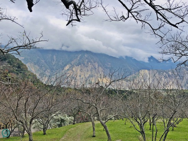 A session of the Liou Plum Farm (枊家梅園) in central Taiwan's Xinyi Township. (Image: Billy Shyu / Vision Times)