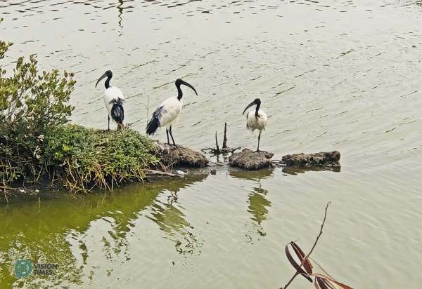 Visitors can spot many Sacred Ibis (埃及聖䴉 Threskiomis aethiopicus) in Aogu Wetland. (Image: Billy Shyu / Vision Times)