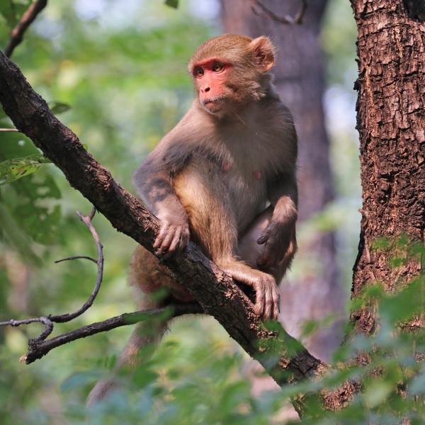 The beggar adopted a monkey to keep him company. (Image: sharpphotography via wikimedia CC BY-SA 4.0)