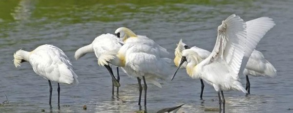 Many of the endangered black-faced spoonbills can be sighted in Aogu Wetland in winter, (Image: Cultural and Tourism Bureau of Chiayi County)
