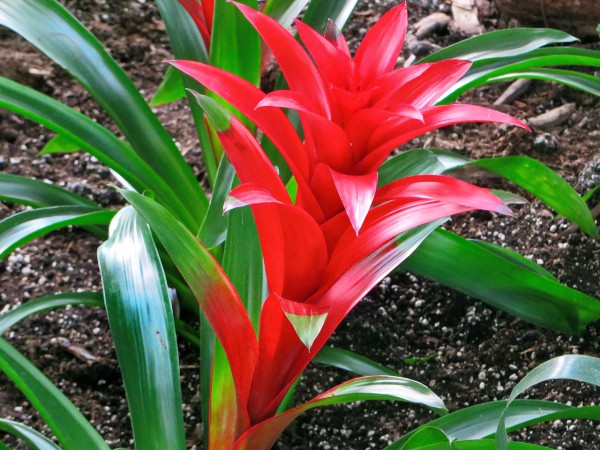 bromeliad-2134665_1280