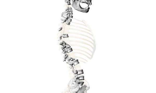 Virtual reconstruction of the skeleton found in La Chapelle-aux-Saints, based on high-resolution 3D surface scans of the spine and pelvis. (Credit: Martin Häusler, UZH)