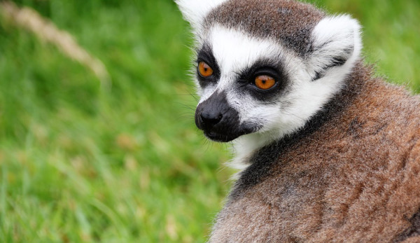 Two_Chinese_Arrested_In_Madagascar_For_Trying_To_Transport_Endangered_Animals2