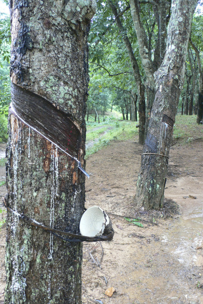A rubber tree in a monoculture plantation in Hainan, China. (Image: Chris Colvin)