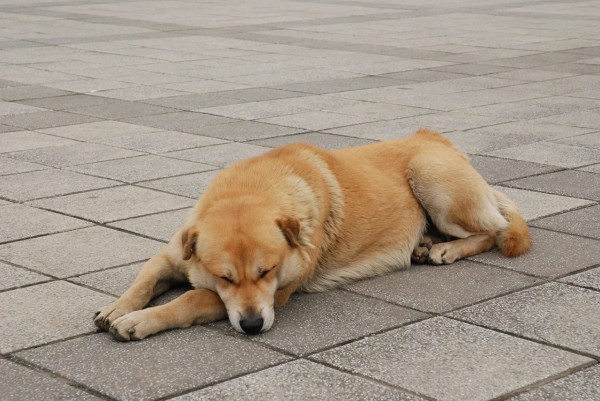 According to the Agriculture, Fisheries and Conservation Department (AFCD), 3,880 stray dogs were caught in 2017. (Image: pixabay / CC0 1.0)