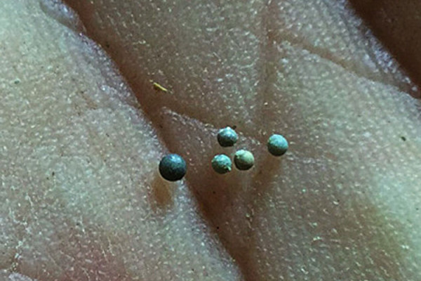 Tektites, 1 millimeter spheres of glass, recovered from the Tanis fossil bed. (Image: Courtesy of Robert DePalma)