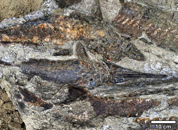 Fossilized fish piled one atop another, suggesting that they were flung ashore and died stranded together on a sand bar after the seiche withdrew. (Image: Courtesy of Robert DePalma)