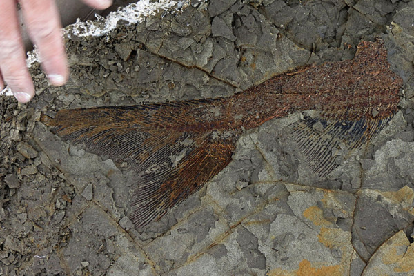 A perfectly preserved fish tail from Tanis deposit. (Image: Courtesy of Robert DePalma)