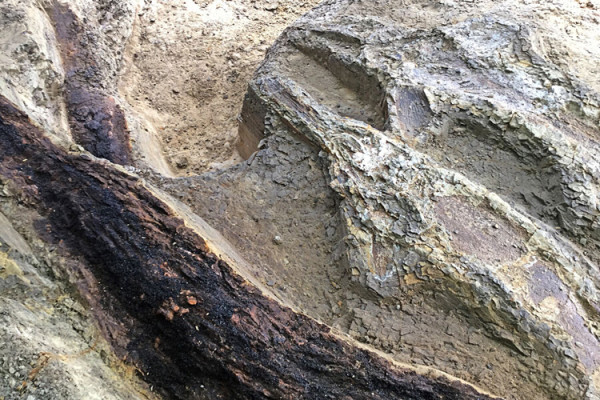 Fish carcasses and two logs tossed together by the seiche created by seismic waves from the meteor impact. (Image: Courtesy of Robert DePalma)
