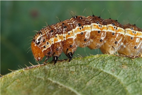 The fall armyworm in caterpillar form. (Image: Canadian Biodiversity Information Facility)