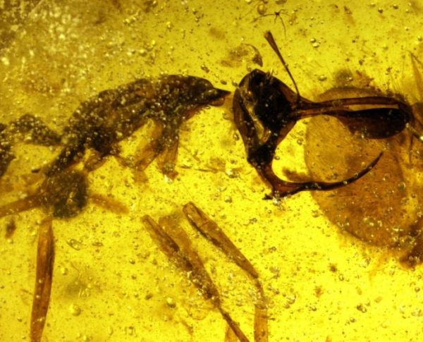 Photomicrograph of Linguamyrmex vladi. (Image: P. Barden, H.W. Herhold, D.A. Grimaldi)