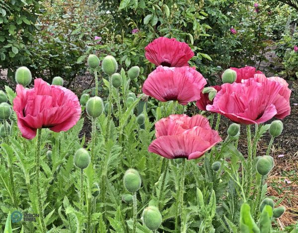 Beautiful flowers in the Butchart Gardens. (Image: Billy Shyu / Vision Times)