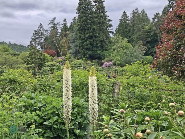 Over 900 varieties of plants are grown during the summer in the Butchart Gardens. (Image: Billy Shyu / Vision Times)