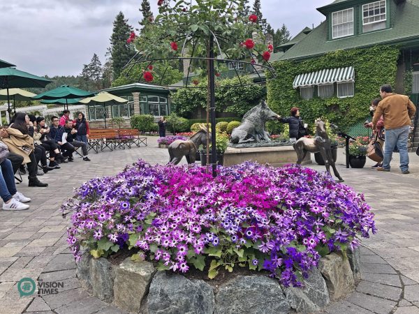 The bronze statues of a boar, a donkey and a foal in the Butchart Gardens. (Image: Billy Shyu / Vision Times)