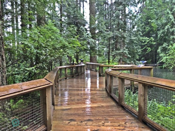 the Nature's Edge Boardwalk in the park. (Image: Billy Shyu / Vision Times)