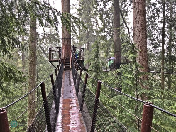There are seven footbridges suspended between eight towering Douglas fir trees in the Capilano Suspension Bridge Park. (Image: Julia fu / Vision Times)