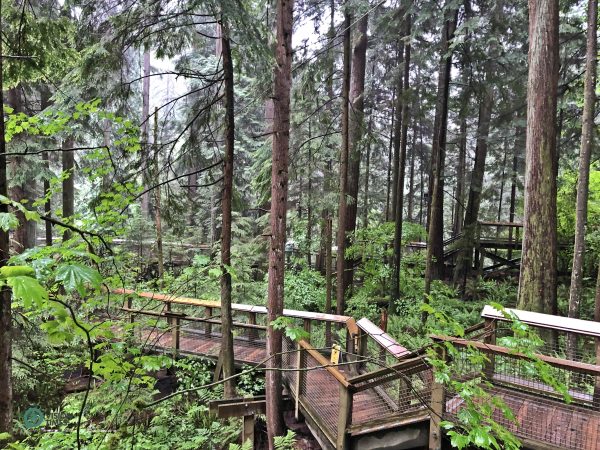The beautiful winding boardwalk that weaves through the forest. (Image: Billy Shyu / Vision Times)