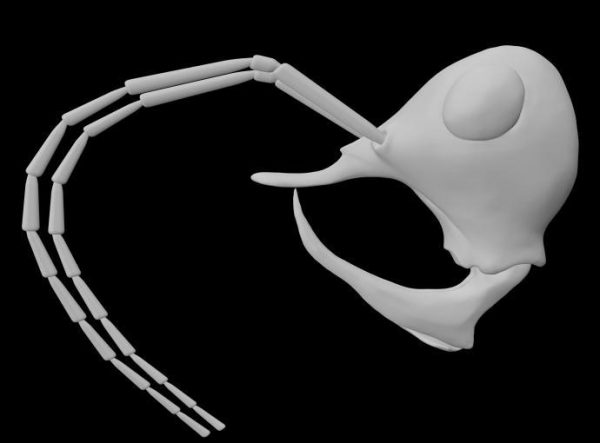 Blender reconstruction of Linguamyrmex vladi. (Image: P. Barden)