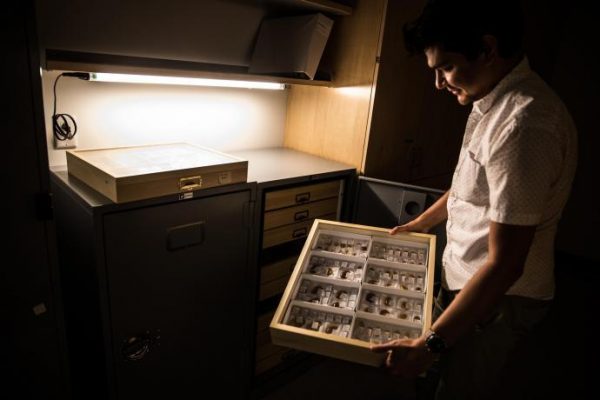 Barden showcases collections of prehistoric ant fossils from the Dominican Republic currently stored at his lab inside NJIT’s Central King Building. (Image: P. Barden)